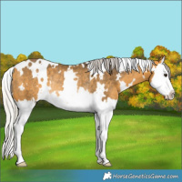 Horse Color:White Spotted Silver Buckskin Splash Rabicano