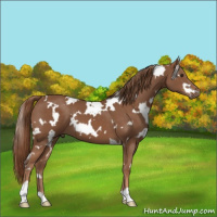 Horse Color:White Spotted Chestnut 