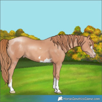 Horse Color:Gold Champagne