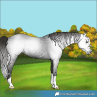 Horse Color:Gray Liver Chestnut