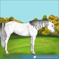 Horse Color:Gray Liver Red Roan Splash Near Leopard 