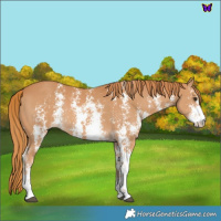 Horse Color:Chestnut Sabino 