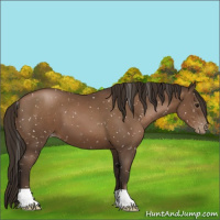 Horse Color:Gray Black Pearl Appaloosa 