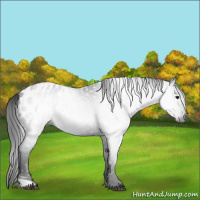 Horse Color:Gray Black Appaloosa 