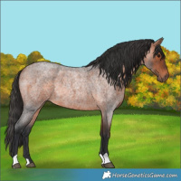Horse Color:Bay Roan Rabicano 