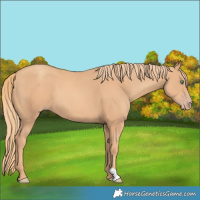 Horse Color:Gold Champagne 