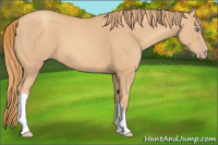 Horse Color:Gold Champagne