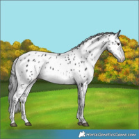 Horse Color:Black Chinchilla Tobiano Appaloosa 