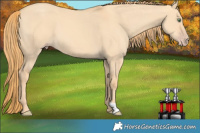 Horse Color:Gold Champagne Dun 