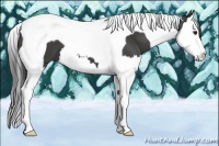 Horse Color:Smoky Black Splash Tobiano