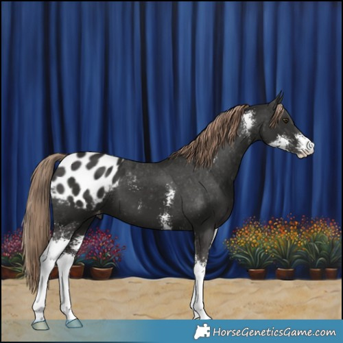 Horse Color:Liver Chestnut Sabino Blanket 