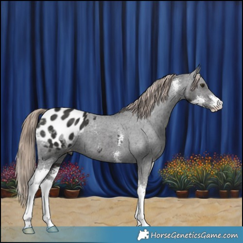Horse Color:Liver Chestnut Sabino Appaloosa 