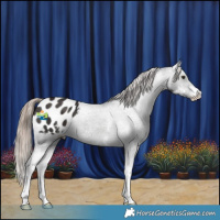 Horse Color:Liver Chestnut Sabino Appaloosa
