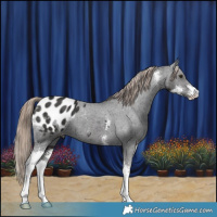 Horse Color:Liver Chestnut Sabino Appaloosa