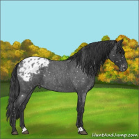 Horse Color:Blue Roan Appaloosa 