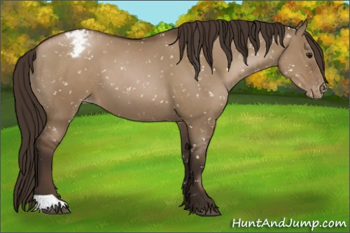 Horse Color:Gray Grullo Pearl Appaloosa 