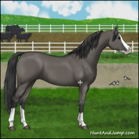 Horse Color:Grullo Splash 