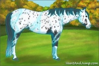 Horse Color:Thunderstruck Black Splash Appaloosa 