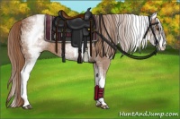 Horse Color:White Spotted Chestnut 