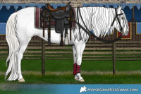 Horse Color:Gray Palomino Roan Dun Appaloosa 