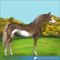 Horse Color:Chocolate Palomino Frame Rabicano 