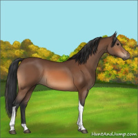Horse Color:Bay Tobiano Rabicano 