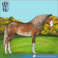 Horse Color:Chocolate Palomino 