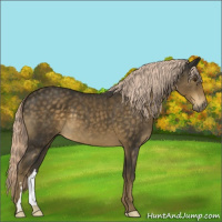 Horse Color:Chocolate Palomino 