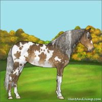 Horse Color:White Spotted Chocolate Palomino 