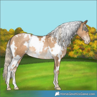 Horse Color:White Spotted Chocolate Palomino Pearl 