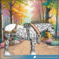 Horse Color:Black Appaloosa