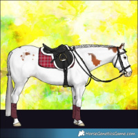 Horse Color:Bay Splash Tobiano 