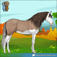 Horse Color:Classic Champagne Splash