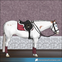 Horse Color:Bay Splash Tobiano Appaloosa