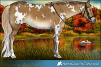 Horse Color:White Spotted Chocolate Palomino Dun 