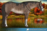 Horse Color:White Spotted Liver Red Dun Brindle 
