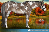 Horse Color:White Spotted Liver Red Dun Sabino Brindle