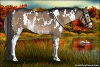 Horse Color:White Spotted Liver Red Dun Rabicano 