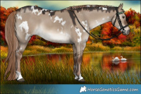 Horse Color:White Spotted Liver Red Dun 