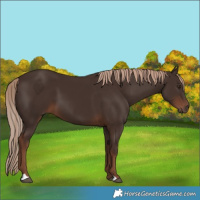 Horse Color:Liver Chestnut 