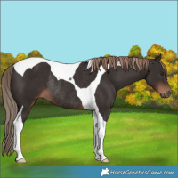 Horse Color:Liver Chestnut Tobiano Rabicano 