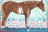 Horse Color:Chestnut Sabino