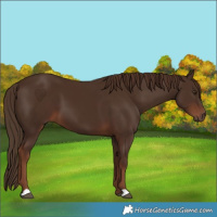 Horse Color:Liver Chestnut 