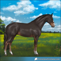 Horse Color:Liver Chestnut 