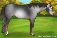 Horse Color:Gray Liver Chestnut Sabino Rabicano