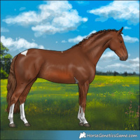 Horse Color:Chestnut Tobiano Rabicano 