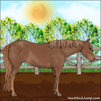 Horse Color:Chestnut Rabicano 