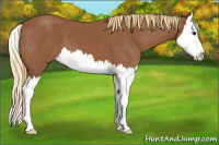 Horse Color:Chestnut Splash 