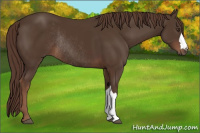 Horse Color:Liver Chestnut Rabicano