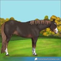 Horse Color:Liver Chestnut Rabicano 